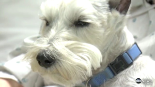Genius Dog Saves Owner's Life With Heroic Phone-Grabbing Trick